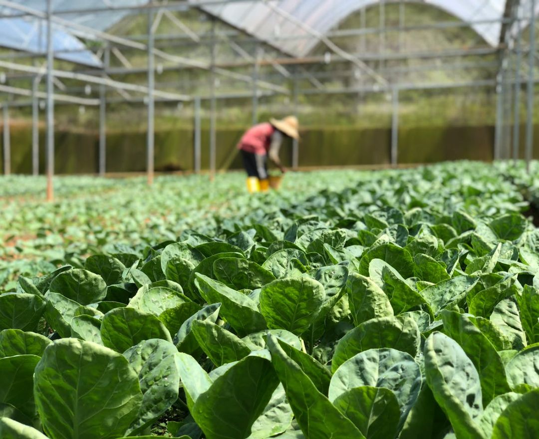 Técnico Laboral en Trabajador Agropecuario - Yarumal